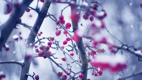 Snow-covered wild red apples during snowfall. Stock Footage 298181381
