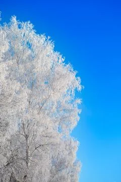 Snow covered winter birch tree tops blue sky Foto stock