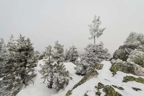 Snow-covered winter coniferous forest Stock Photos