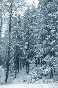Snow-covered winter forest background Stock Photos