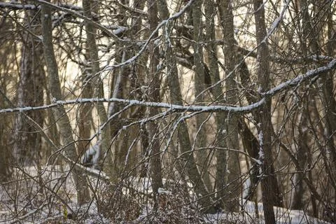 Snow Covered Winter Forest with Bare Tree Branches Stock Photos