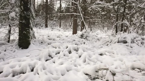 Snow covered winter forest Video stock 217757826