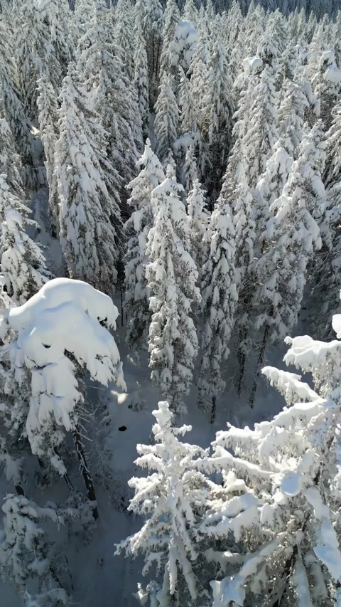 Snow covered winter forest landscape, aerial over canopy Swiss nature Vídeos de archivo 334723690