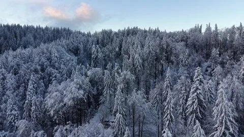 Snow covered winter forest in the mountains aerial Stock Footage 325073841
