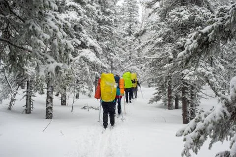 Snow-covered winter forest Stock Photos