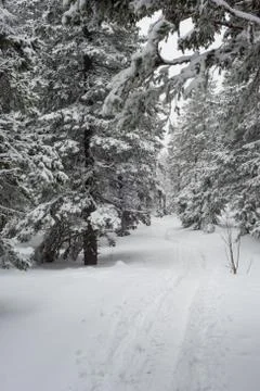 Snow-covered winter forest Stock Photos