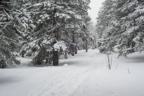 Snow-covered winter forest Stock Photos