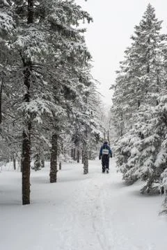 Snow-covered winter forest Stock Photos