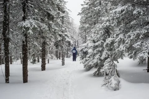 Snow-covered winter forest Stock Photos