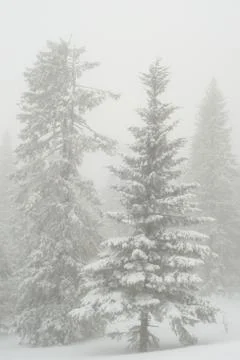Snow-covered winter forest Stock Photos
