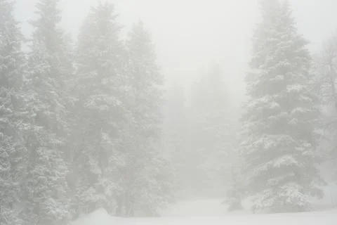 Snow-covered winter forest Stock Photos