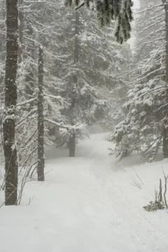 Snow-covered winter forest Stock Photos