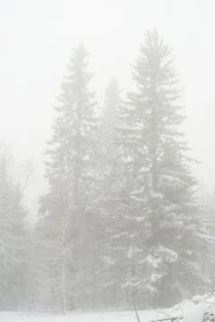 Snow-covered winter forest Stock Photos