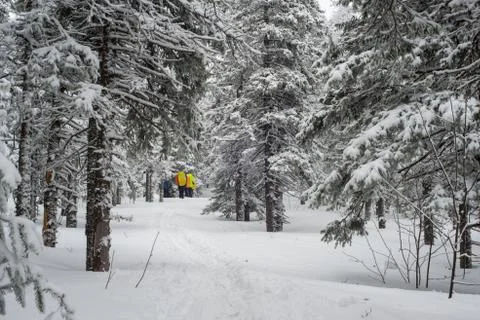 Snow-covered winter forest Stock Photos