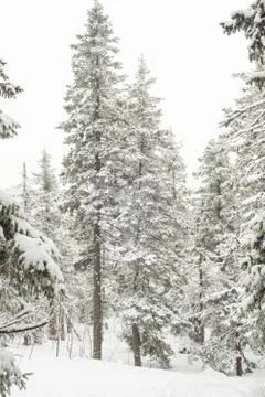Snow-covered winter forest Stock Photos
