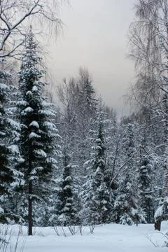 Snow-covered winter forest Stock Photos