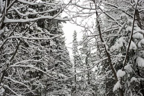 Snow-covered winter forest Stock Photos