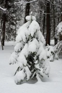 Snow-covered winter forest Stock Photos
