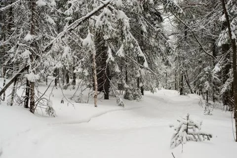 Snow-covered winter forest Stock Photos