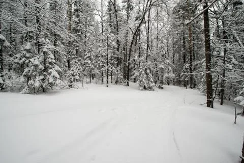 Snow-covered winter forest Photos