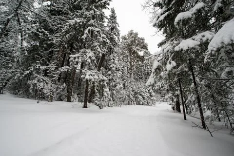 Snow-covered winter forest Stock Photos