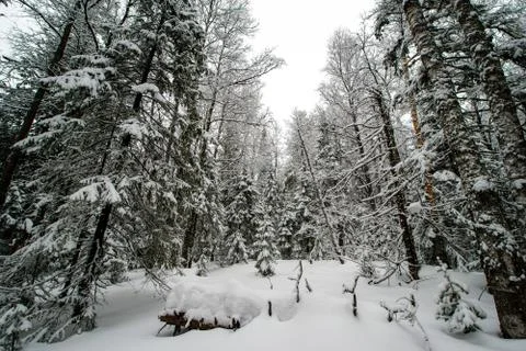Snow-covered winter forest Stock Photos
