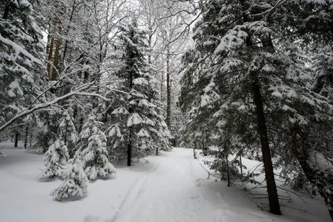 Snow-covered winter forest Stock Photos