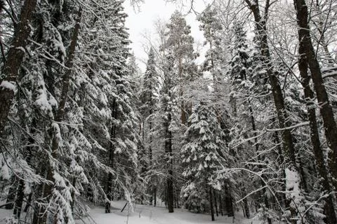 Snow-covered winter forest Stock Photos