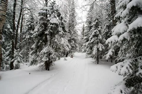 Snow-covered winter forest Stock Photos