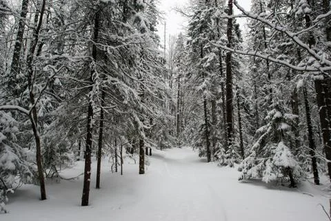 Snow-covered winter forest Stock Photos
