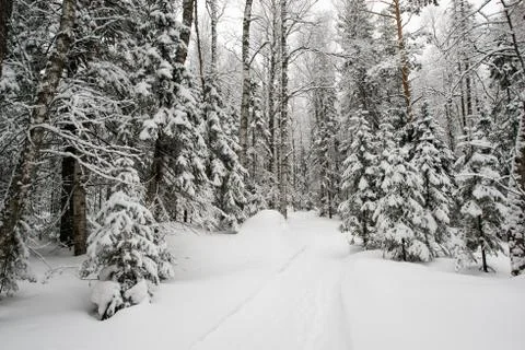Snow-covered winter forest Stock Photos