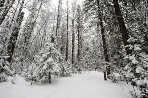 Snow-covered winter forest Stock Photos