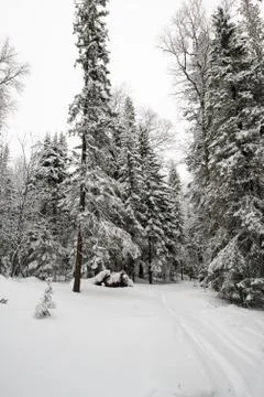 Snow-covered winter forest Stock Photos