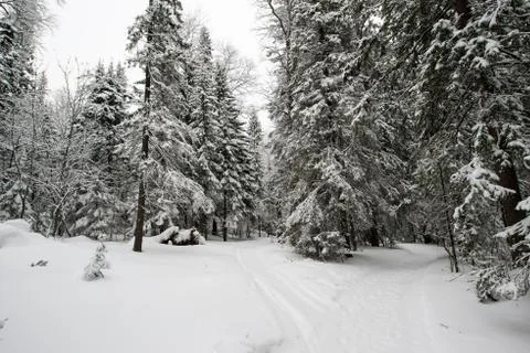 Snow-covered winter forest Stock Photos