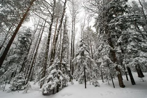 Snow-covered winter forest Stock Photos