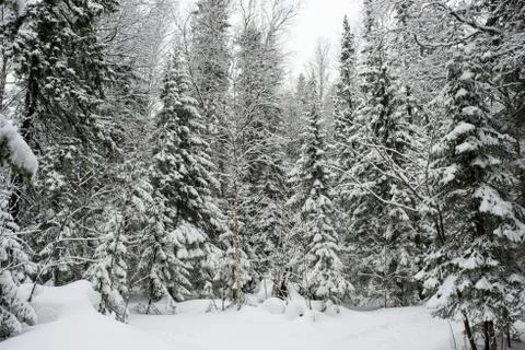 Snow-covered winter forest Stock Photos