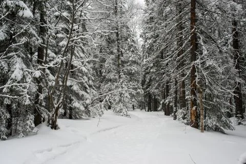 Snow-covered winter forest Stock Photos