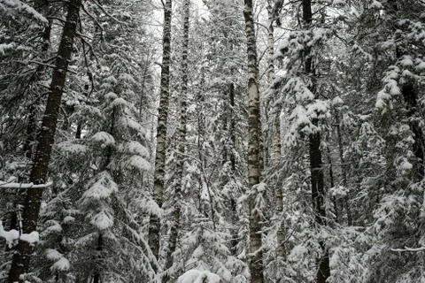 Snow-covered winter forest Stock Photos