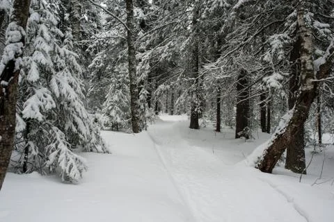 Snow-covered winter forest Stock Photos