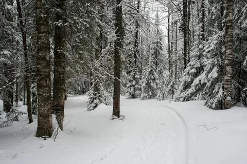 Snow-covered winter forest Stock Photos