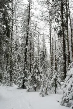 Snow-covered winter forest Stock Photos