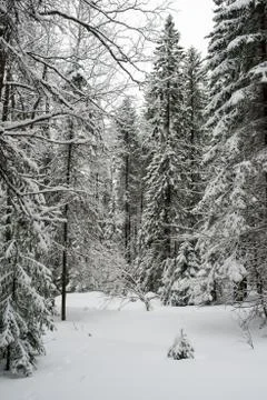 Snow-covered winter forest Stock Photos
