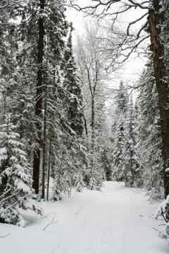 Snow-covered winter forest Stock Photos