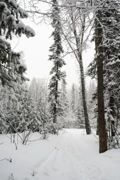 Snow-covered winter forest Stock Photos