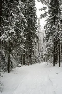 Snow-covered winter forest Stock Photos