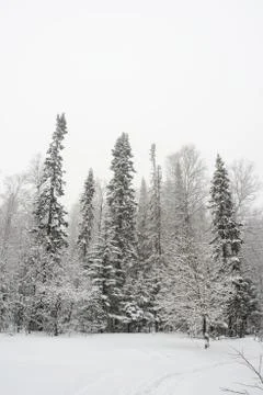 Snow-covered winter forest Stock Photos