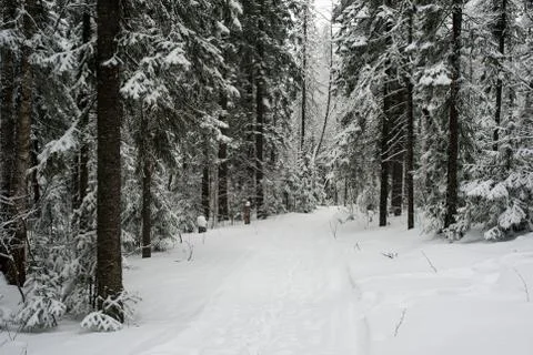 Snow-covered winter forest Stock Photos