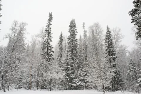 Snow-covered winter forest Stock Photos
