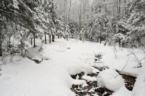 Snow-covered winter forest Stock Photos