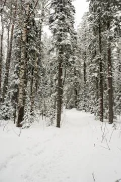 Snow-covered winter forest Stock Photos